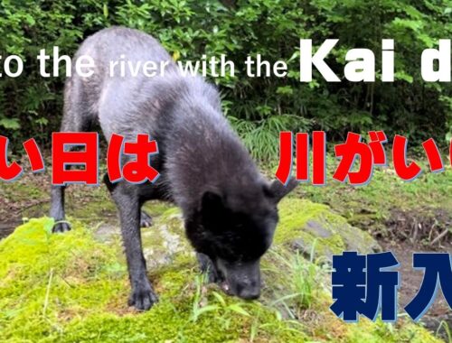 新入り甲斐犬、群狼を連れて（Kai Dog Saya Kai Dog Gun)【Samurai dog TV】