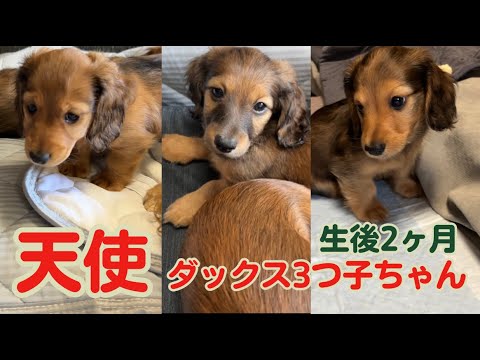 【生後2ヵ月】ダックス子犬 3つ子ベビー CUTE! かわいすぎ☆これだけ成長しました！puppy dachshund