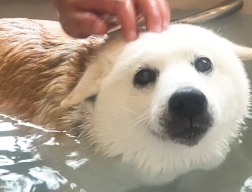 【１４歳柴犬】お風呂大好き、時折見せるアザラシ顔がとにかく可愛い