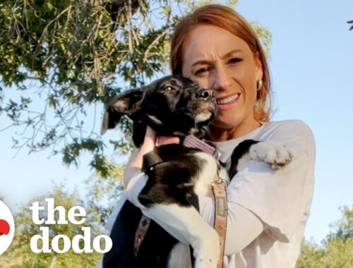 Woman Rescues 3 Dogs Just In Time | The Dodo