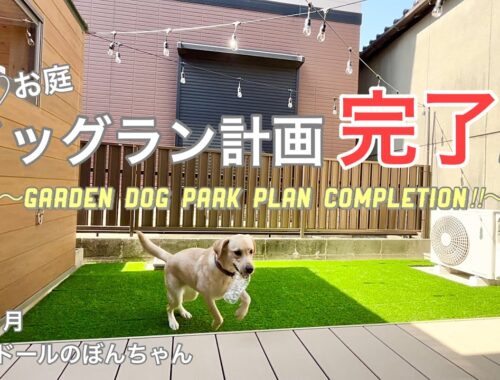 【ラブラドール#54】ついに完成！お庭のプチドッグラン(ドッグランウォーク笑)計画！　ラブラドールレトリバー　labrador retriever 大型犬  人工芝　ストリングライト　dog park