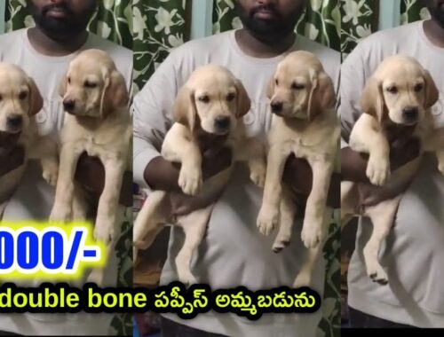 top quality Lab Puppies for sale in telugu/81217 82301 /aj pets