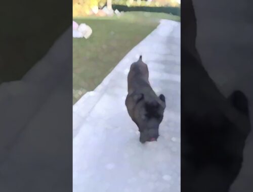 Can a tiny puppy cane corso turn into a dog monster?