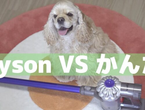 ダイソン VS 犬【アメリカンコッカースパニエル】