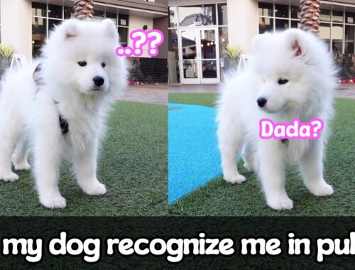 Can My Dog Recognize Me in Public? (Cute Puppy Reaction)