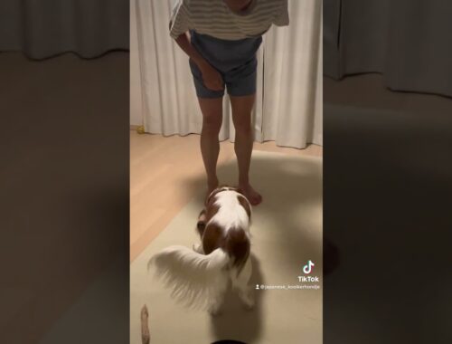 Hana ちゃんのトレーニング、変なオヤジ登場 #kooikerhondje #コーイケルホンディエ #dog