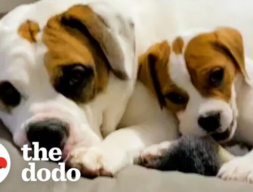 Puppy Sits On Her Big Brother's Head To Steal His Bones | The Dodo