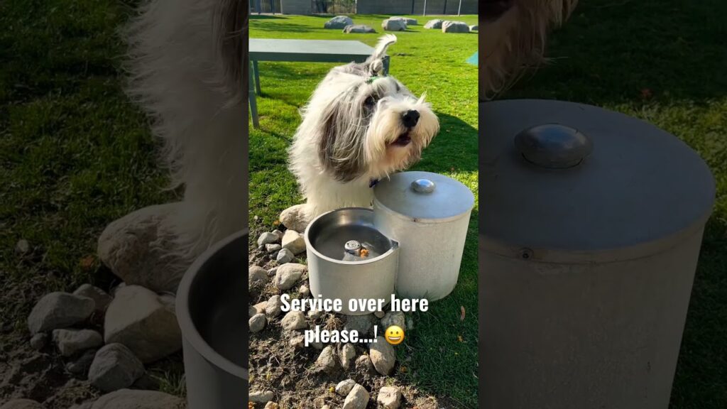 Service over here please! Bearded Collie Snoopy being vocal about wanting the water fountain on 💦
