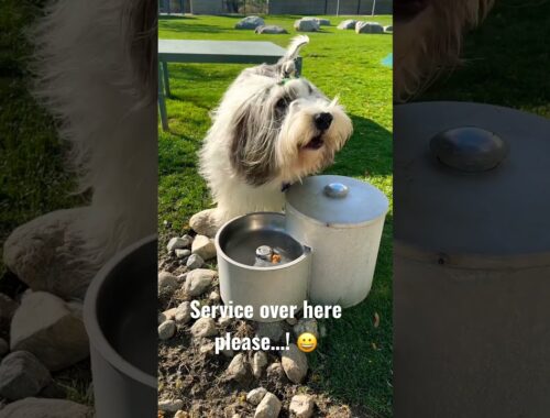 Service over here please! Bearded Collie Snoopy being vocal about wanting the water fountain on 💦