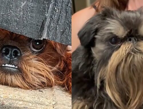 Funny and Cute Brussels Griffons | Griffon Bruxellois Dog Compilation