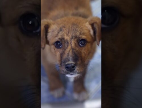 Poor Abandoned Puppy Followed Them Home Asking To Be Adopted!