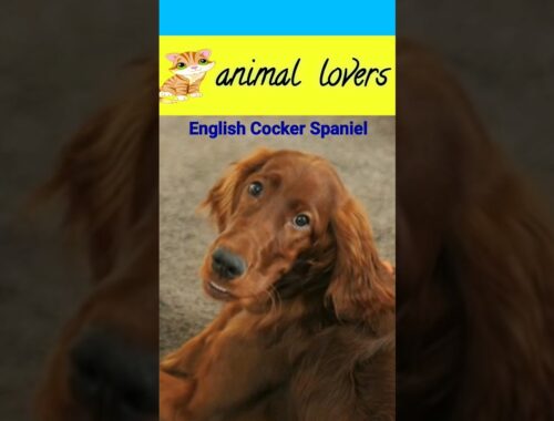 इंग्लिश कॉकर स्पेनियल प्रजाति (English Cocker Spaniel)