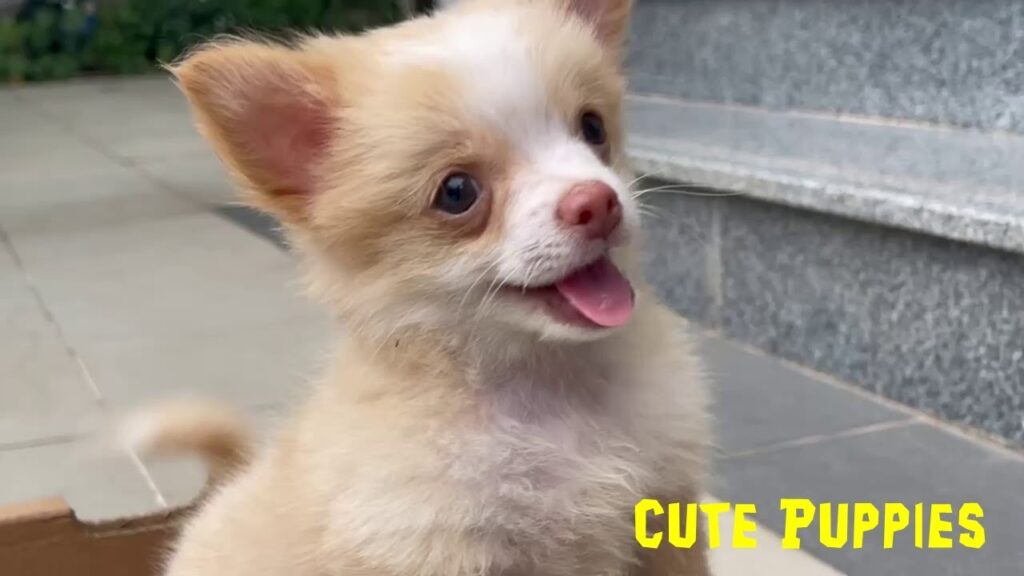 Cute and small puppy video compilation #dogs #puppies Cute and small puppy video compilation #dogs #puppies