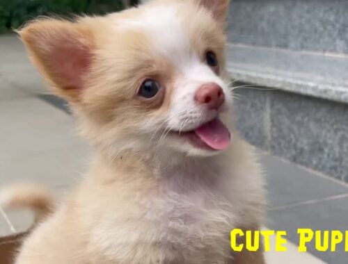 Cute and small puppy video compilation #dogs #puppies