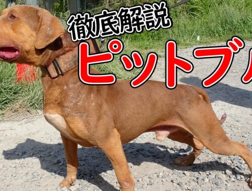【ピットブル】本には載っていないパンク町田の犬種図鑑