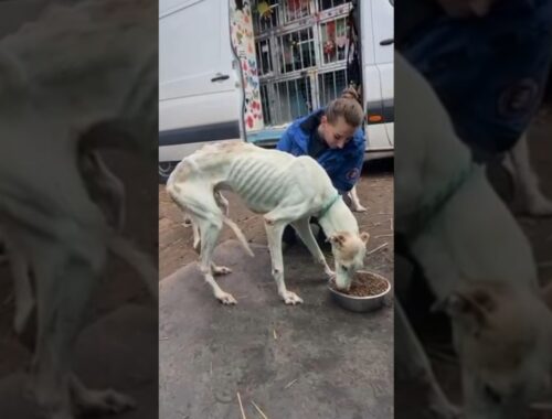 Skinny Greyhound Dog Was Abandoned When He Injured & Sick