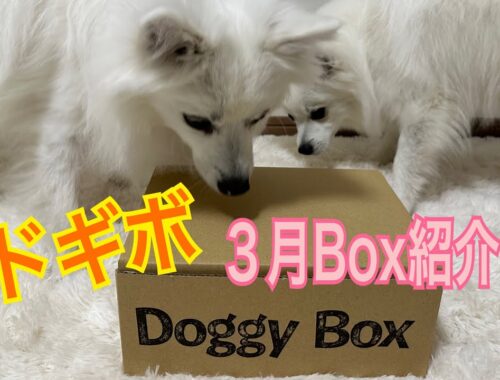 【Doggy Box】久しぶりのドギボ紹介！【日本スピッツ】