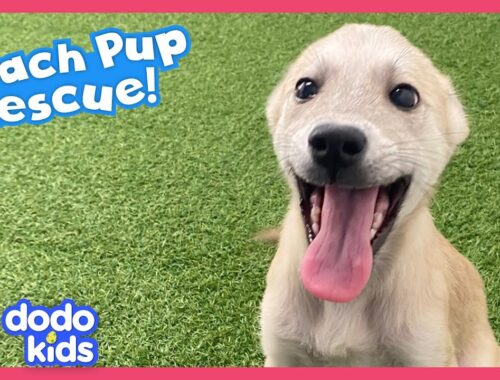 Rescuers Find A Beach Full Of Puppies That Need Saving! | Dodo Kids | Rescued!