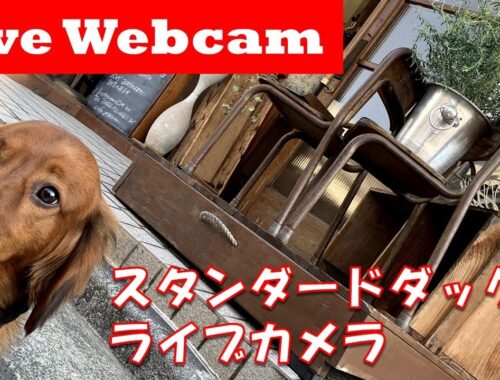 【ライブ カメラ ダックスフンド】 犬と人 24時間ライブ配信