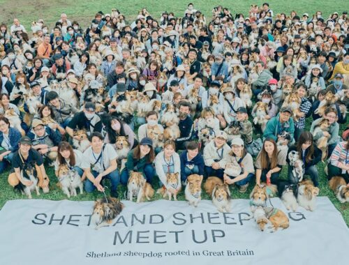 Shetland Sheepdog MEET UP 2023- Shetland Sheepdog rooted in Great Britain -