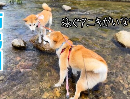 柴犬アニキがいない川遊びも一生懸命楽しむ姉弟ゆず笑コンビがとっても可愛いw