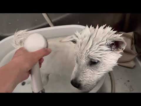 紀州犬の子犬 はじめてのお風呂！