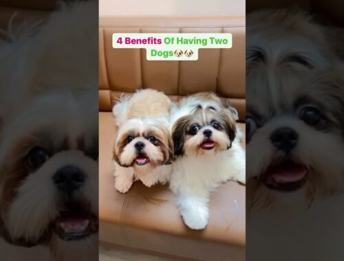 4 benefits of having two dogs!!🐶 #dogs #dog #shihtzu #twodogs #shortsvideo #shorts