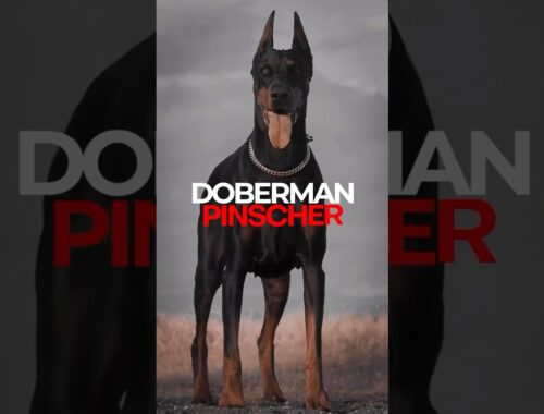 The Fascinating History of Doberman Pinschers