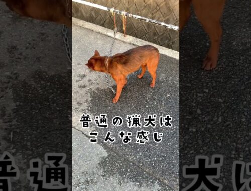猟犬の子犬アスカの一発芸【イノシシにガチな犬種】