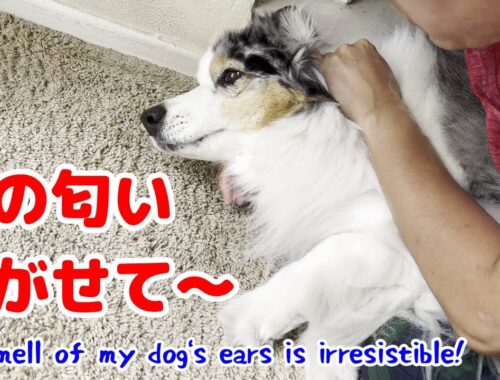 パパは愛犬の耳の匂いフェチです【オーストラリアンシェパード】