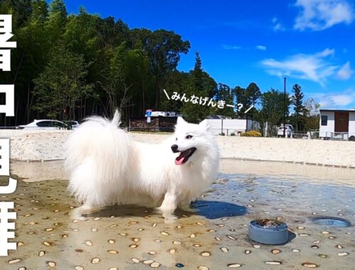 ドッグラン&プールで真夏を満喫する白犬ズ🐶🐶🐶