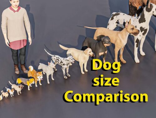 Dog size Comparison  I WTD