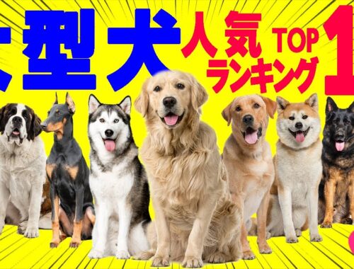 【飼いやすい大型犬の人気ランキングTOP10】犬の性格や特徴！～飼い主の声～
