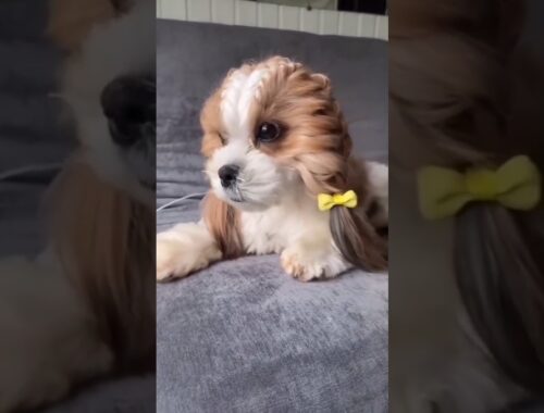 cutest little beby dog ❤️ #subscribe #trending #viral #youtubeshorts #ytshorts #doglover