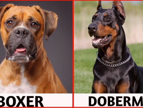 Boxer Vs Doberman pinscher 😱? | which is best for you #shorts