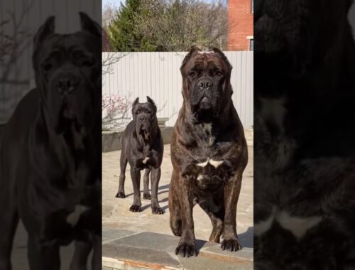 respect💕cane corso the power of intuition and attention #shorts #short #respectshorts #canecorso