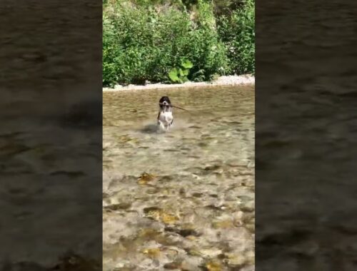 English Springer Spaniel girl Zelda loves water 💕#dogshorts  #dog #spaniel #springerspaniel