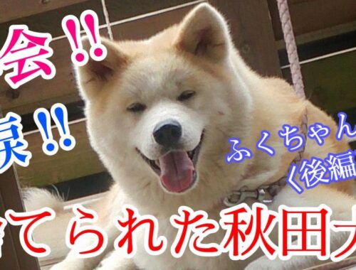 ふくちゃん物語〈後編〉#秋田犬 #保護犬 #ふくちゃん #akitainu