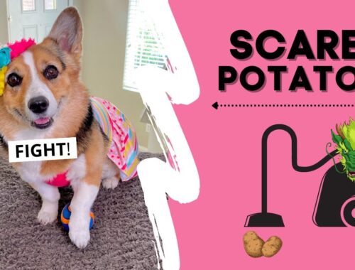 Corgi Must RESCUE Her Ball from Evil Vacuum! #shorts