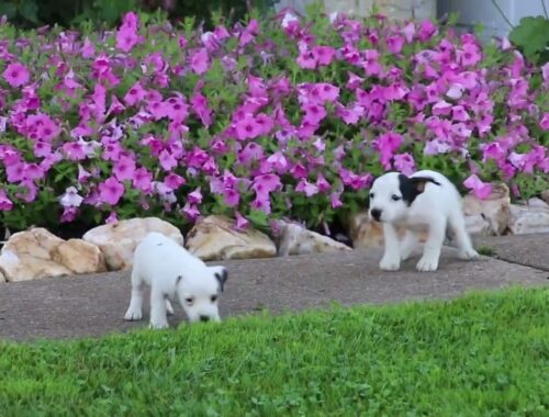 Jack Russell Puppies for Sale