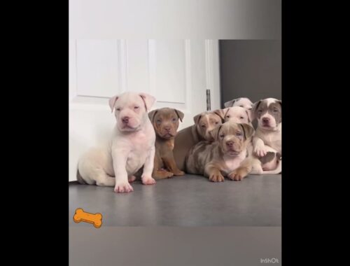 Cute Pitbull Puppies || So Adorable @divineriver
