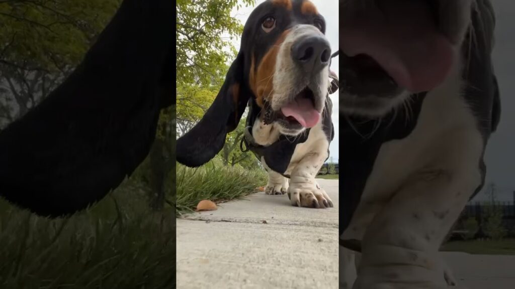 Giant puppy Leo Winston McRib finishes up at the library and heads out for a nature walk #shorts