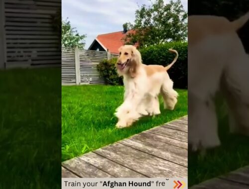 10 seconds to discover the Afghan Hound's beauty