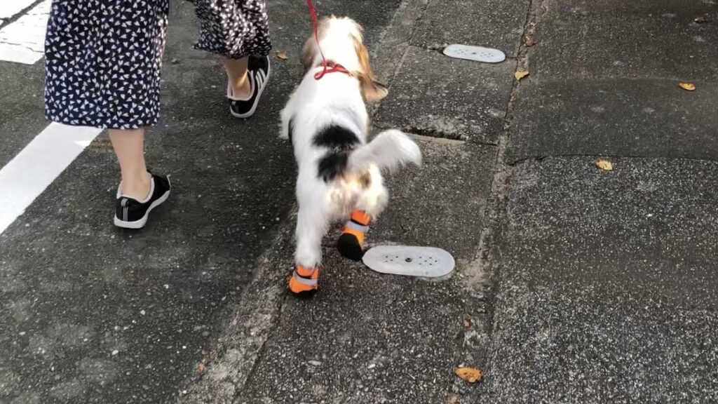 すぐ靴に慣れました!【プチバセの子犬】 すぐ靴に慣れました!【プチバセの子犬】