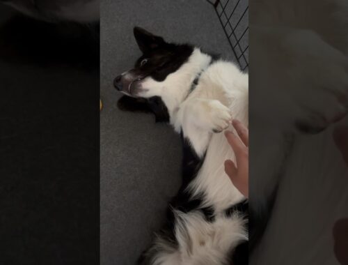 Petting a sleeping cardigan corgi #dog #corgi #puppy #welshcorgi #코기 #コーギー #柯基 #corgilife #doglover