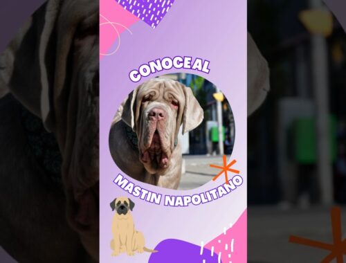 Mastín Napolitano 🐶🐩😍 #animales #mascotas #perritos #petlovers
