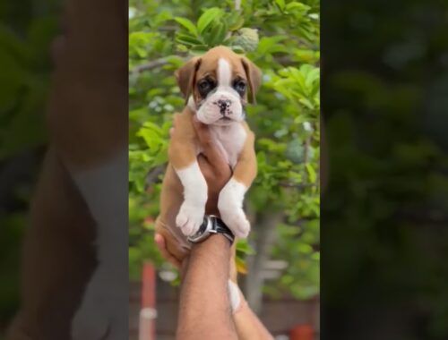 Quality Boxer's male puppy available 🐾🐶| #dogbreed #puppy #ytshort #shorts #boxerforsale