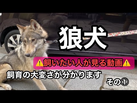 狼犬を飼いたい人に見て欲しい動画【その①】
