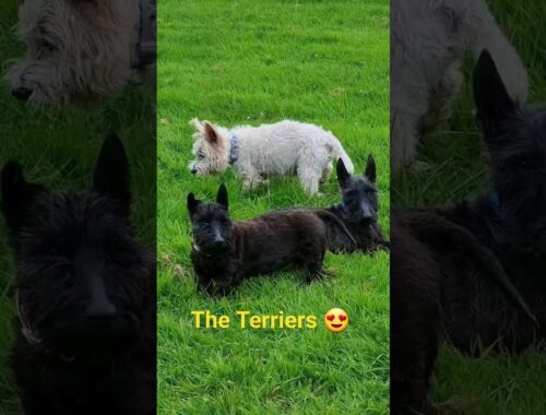 The Three Terriers 😍  #shortsfeed