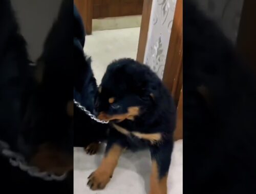 When One Rottweiler Welcomes Another Rottweiler Dog In His Home And Space. #shorts  #rottweiler 🐕🐕